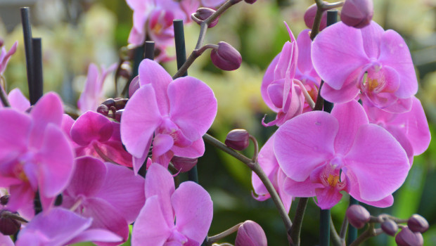 The Dutch Association of the Wholesale Traders in Ornamental Plant Products sees shifts in the international market.