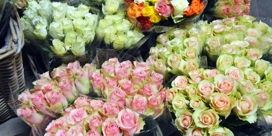 Cut flowers, plant imports, EU
