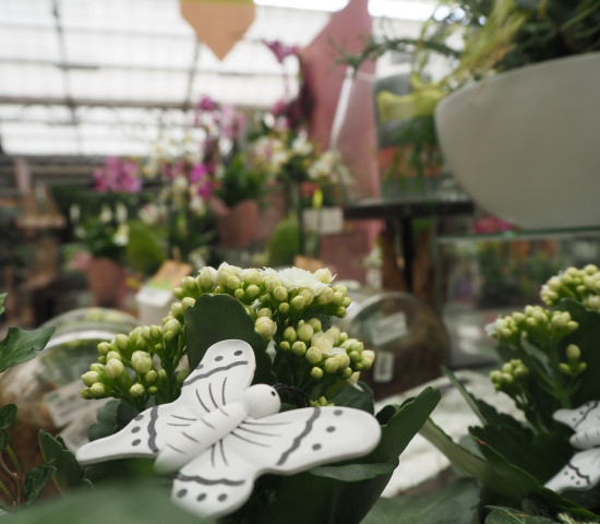 With Pflanzen-Kölle, a garden centre was also on the visit list. With Pflanzen-Kölle, a garden centre was also on the visit list.