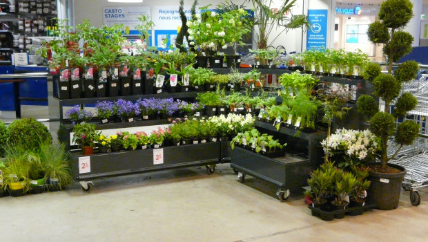 The French home improvement stores lost 1 per cent of their garden sales in the first eight months of 2020. The French home improvement stores lost 1 per cent of their garden sales in the first eight months of 2020.